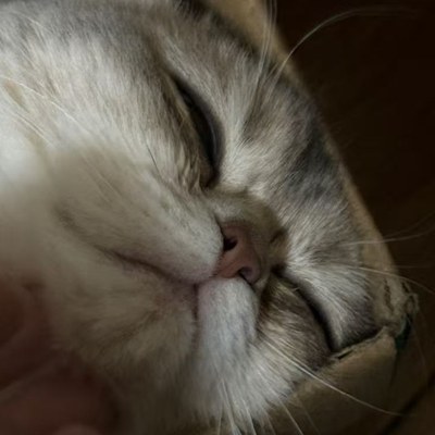My cat